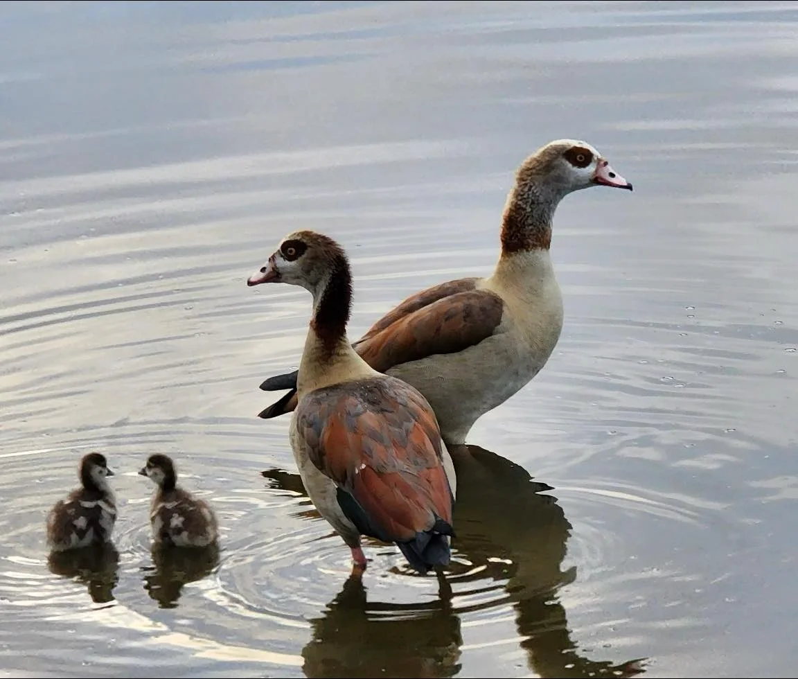 Egyptian Geese
