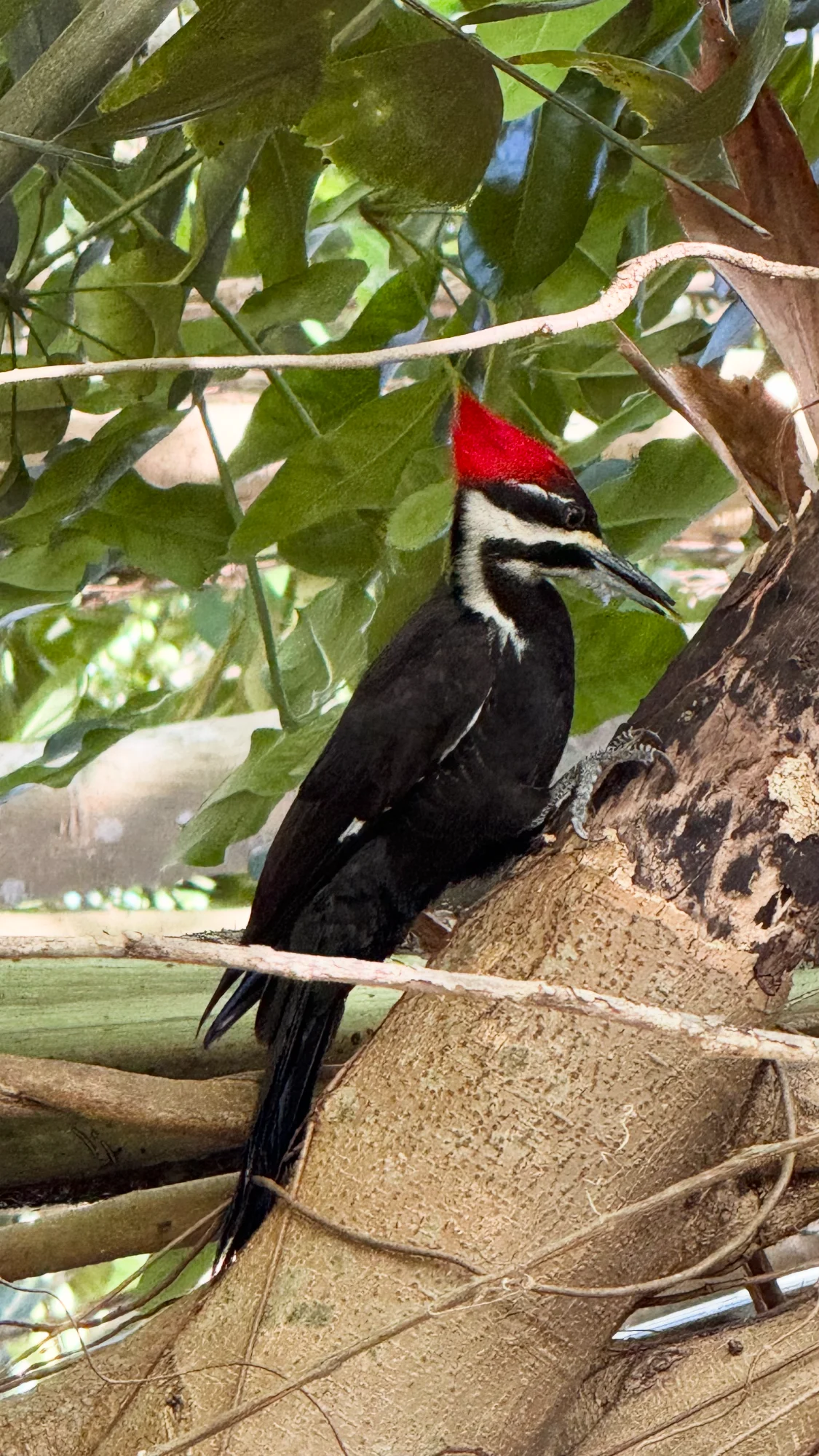 Pileated Woodpecker